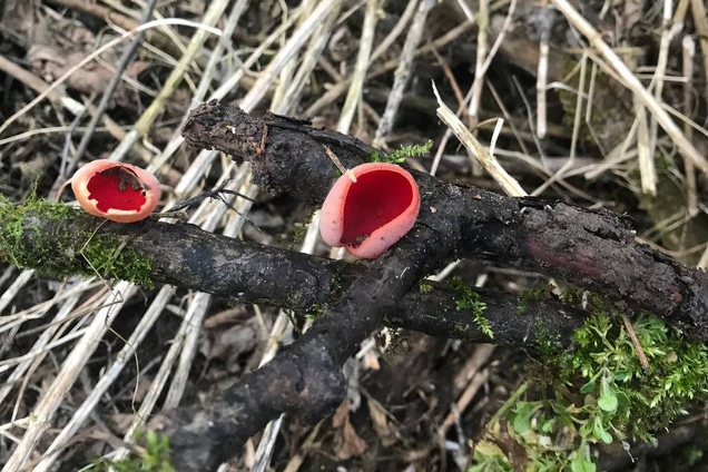 'Червоні келихи для ельфів': що за гриби вже помітили на Львівщині цієї весни і чи їстівні вони. Фото