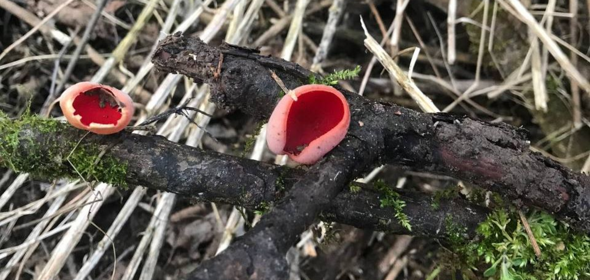 'Червоні келихи для ельфів': що за гриби вже помітили на Львівщині цієї весни і чи їстівні вони. Фото