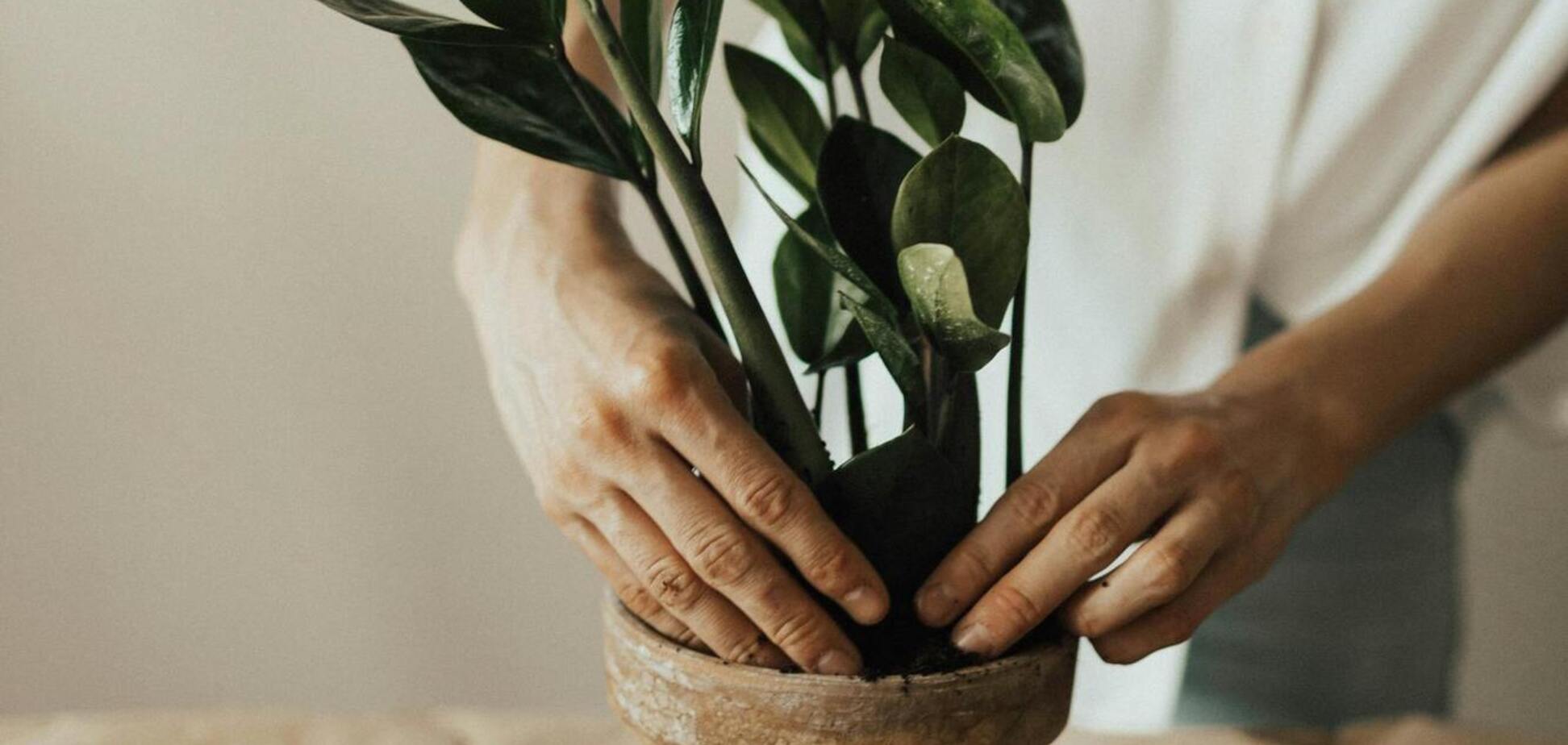 Грунт для комнатных цветов может испортиться: как долго он служит