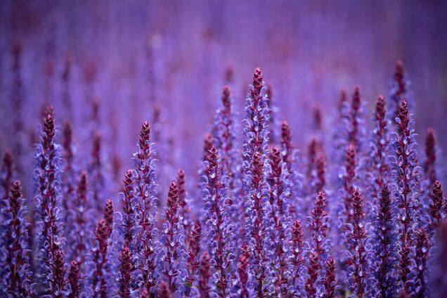 Підійде для новачків: експерти назвали найпростішу квітку для саду