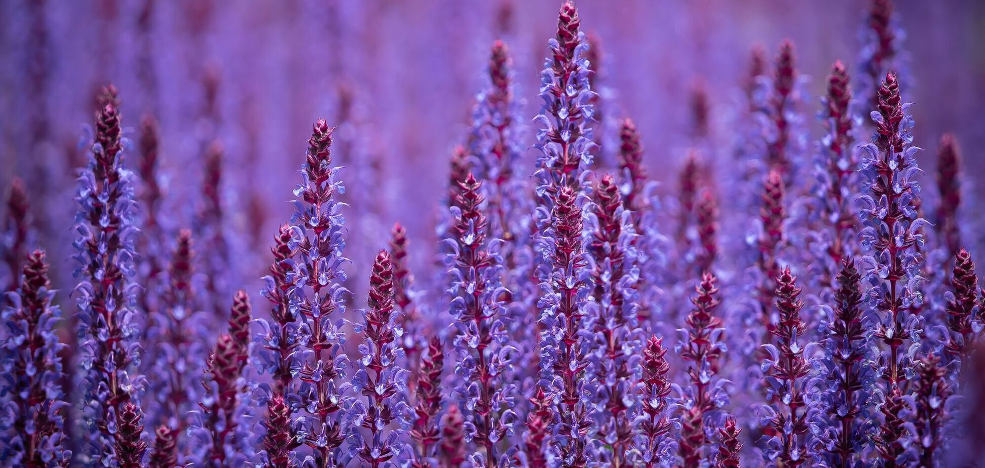 Підійде для новачків: експерти назвали найпростішу квітку для саду