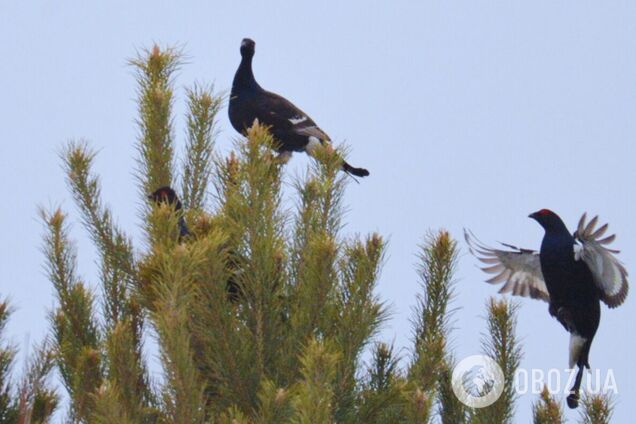 У Чорнобильській зоні розпочались найцікавіші шлюбні 'концерти'. Подробиці та фото