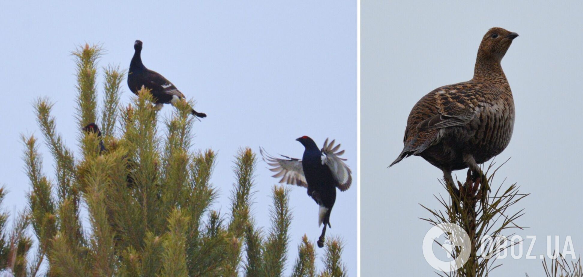 В Чернобыльской зоне начались самые интересные брачные 'концерты'. Подробности и фото