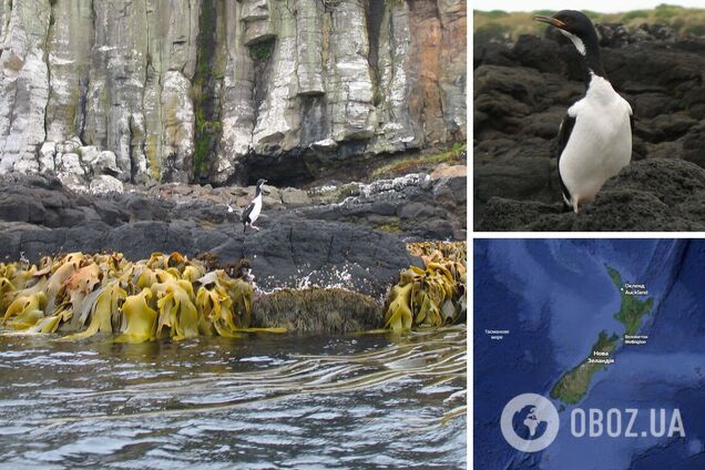 Пінгвінів більше, ніж людей: чим вражають субантарктичні острови на краю світу