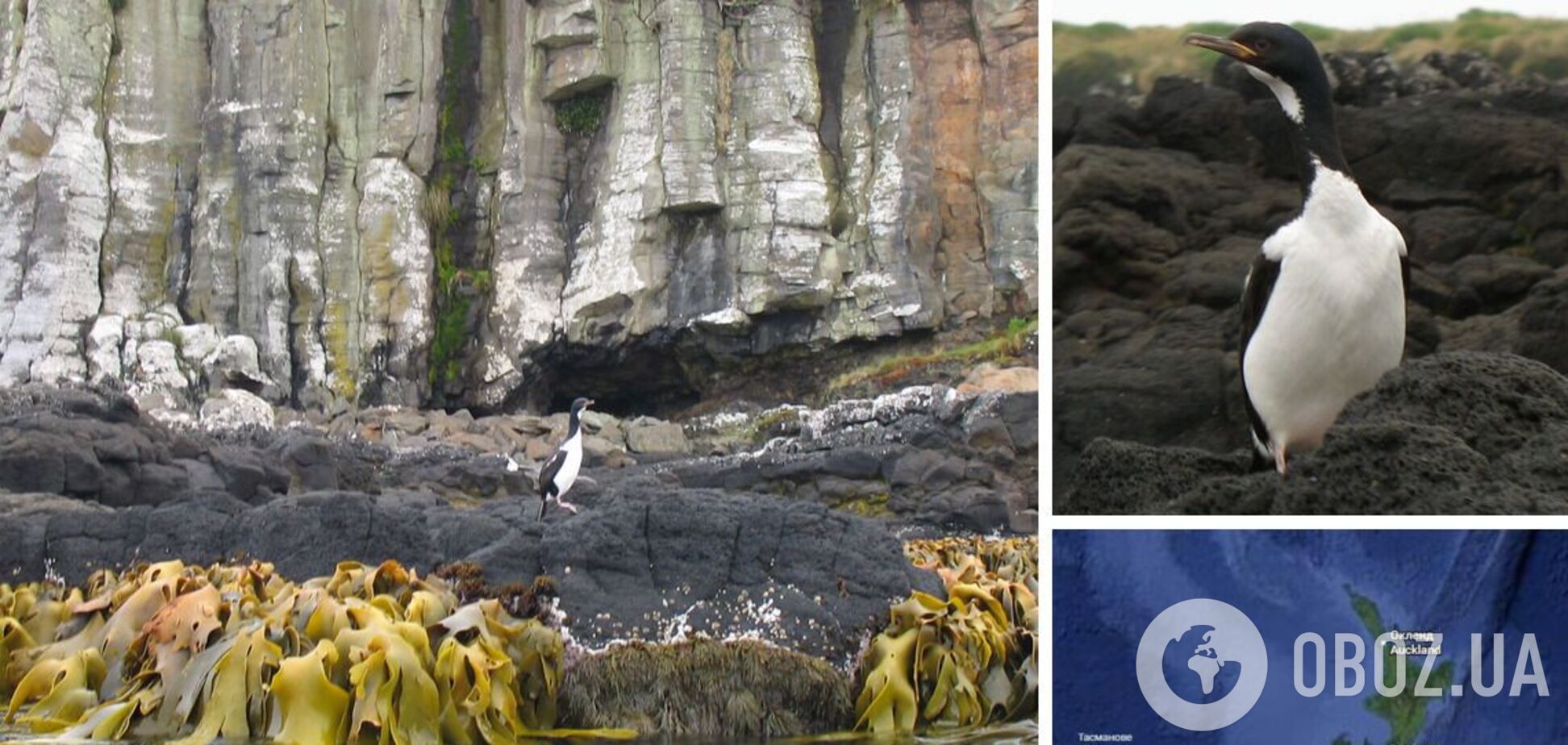 Пінгвінів більше, ніж людей: чим вражають субантарктичні острови на краю світу
