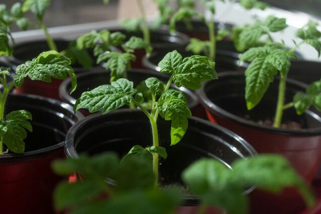 Чем подкормить рассаду: химия не понадобится