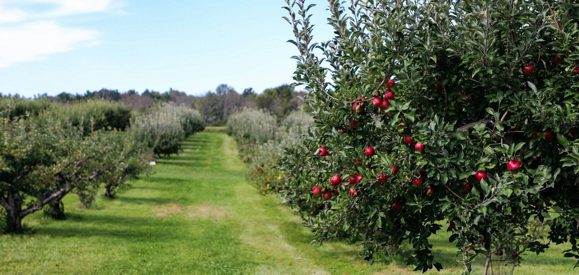 Які рослини не можна садити біля фруктових дерев: чому так