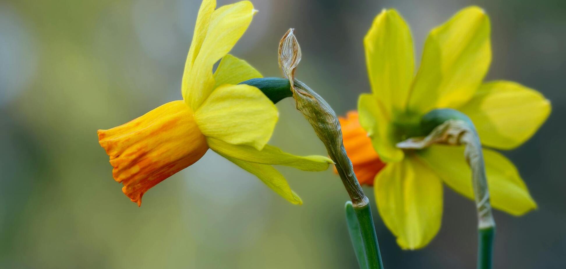 Як любуватися весняними нарцисами тижнями: простий вихід