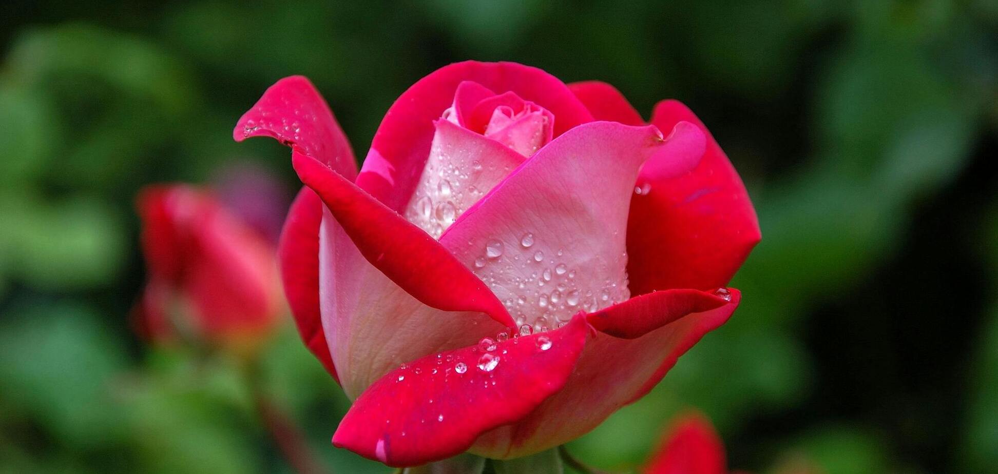 Розы будут ярко цвести год за годом: что обязательно надо сделать в марте