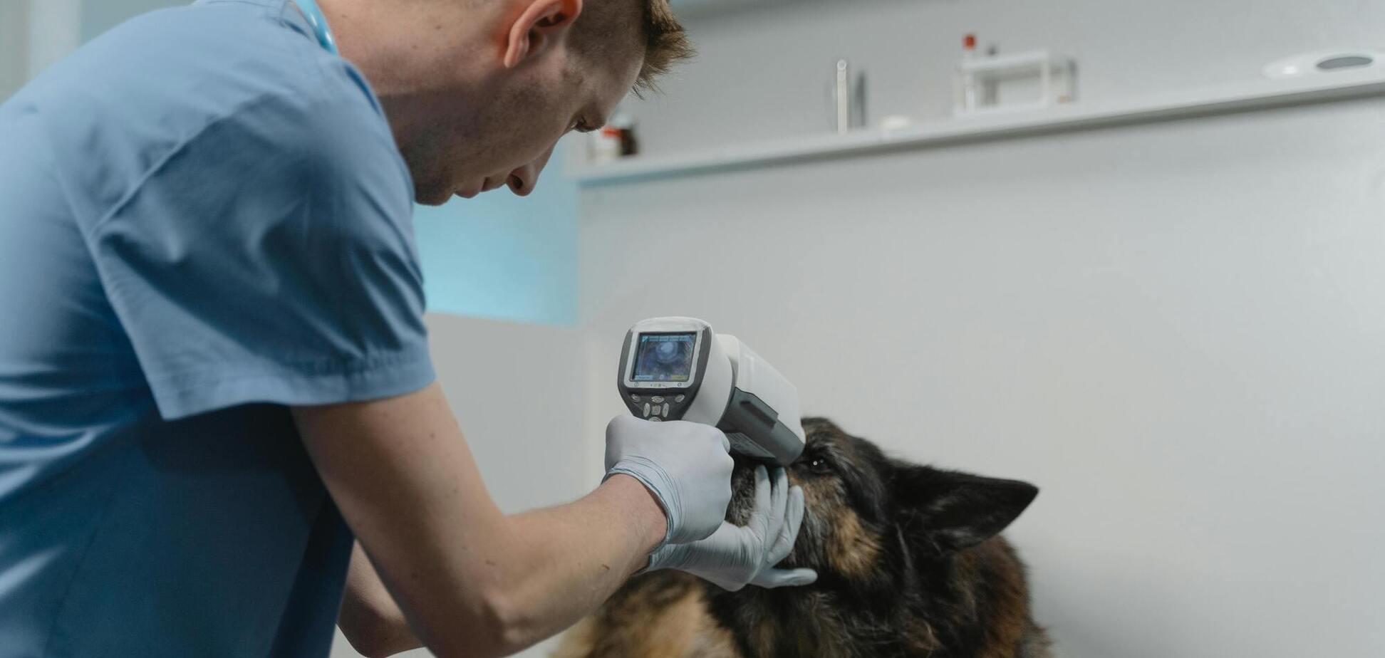 Назван безобидный симптом у домашних животных, который может быть признаком их близкого конца