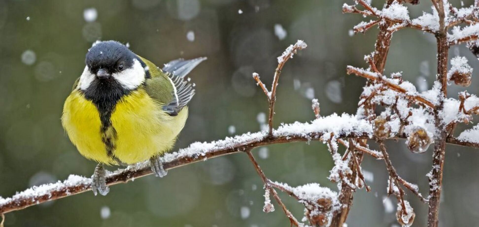 Интересная синоптическая ситуация: в Гидрометцентре сказали, где в среду может выпасть мокрый снег при плюсовой температуре. Карта