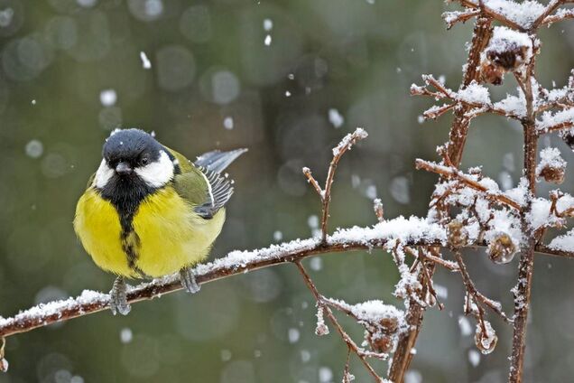 В Україні пануватиме циклон: чим здивує погода в п'ятницю, 10 квітня. Карта