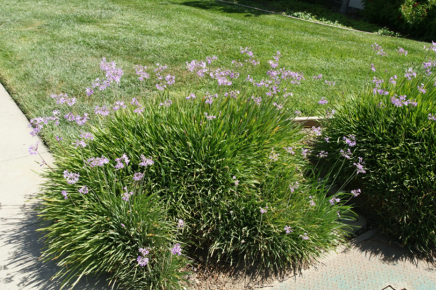 Як захистити сад від кротів: допоможе одна рослина