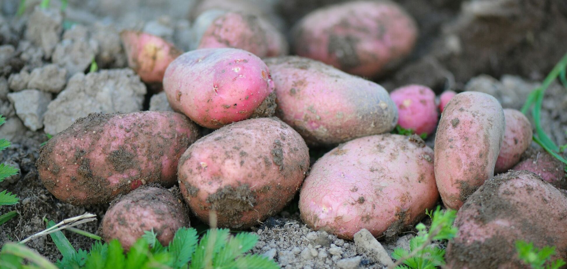 Як садили картоплю в СРСР: забутий спосіб, що потроював урожай
