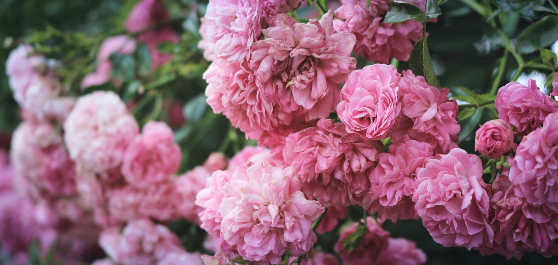 Що треба зробити з півоніями навесні: кущі пишно зацвітуть