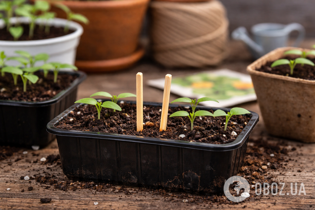Навіщо класти сірники у розсаду: забутий трюк