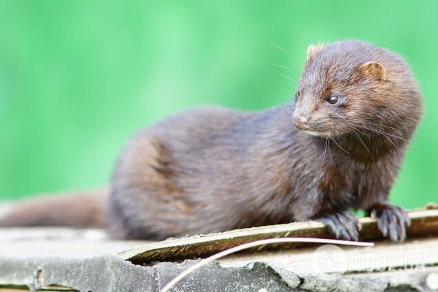 В Чернобыльской зоне заметили ловкого хищника из Америки, который отпугивает врагов запахом. Фото