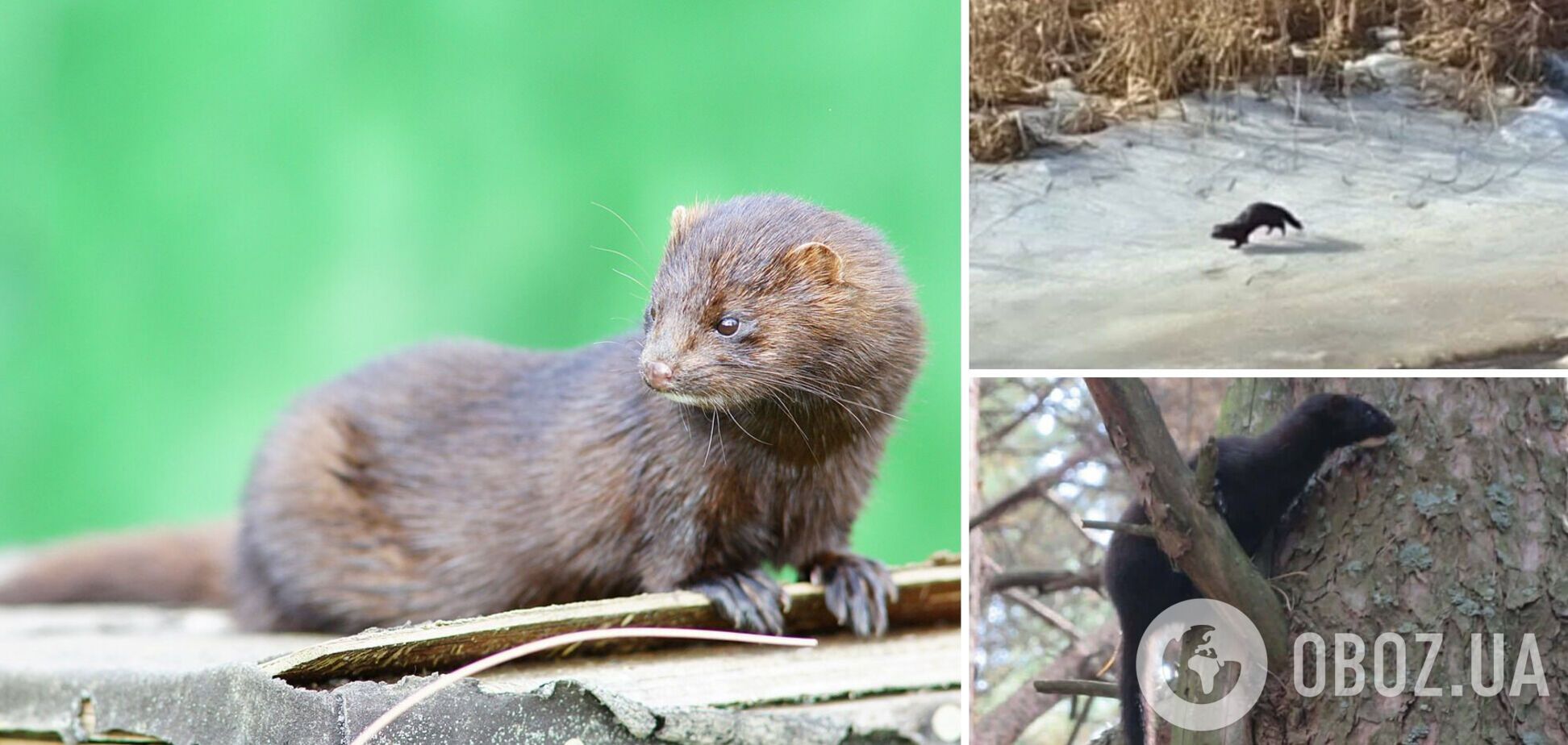 У Чорнобильській зоні помітили спритного хижака з Америки, який відлякує ворогів запахом. Фото