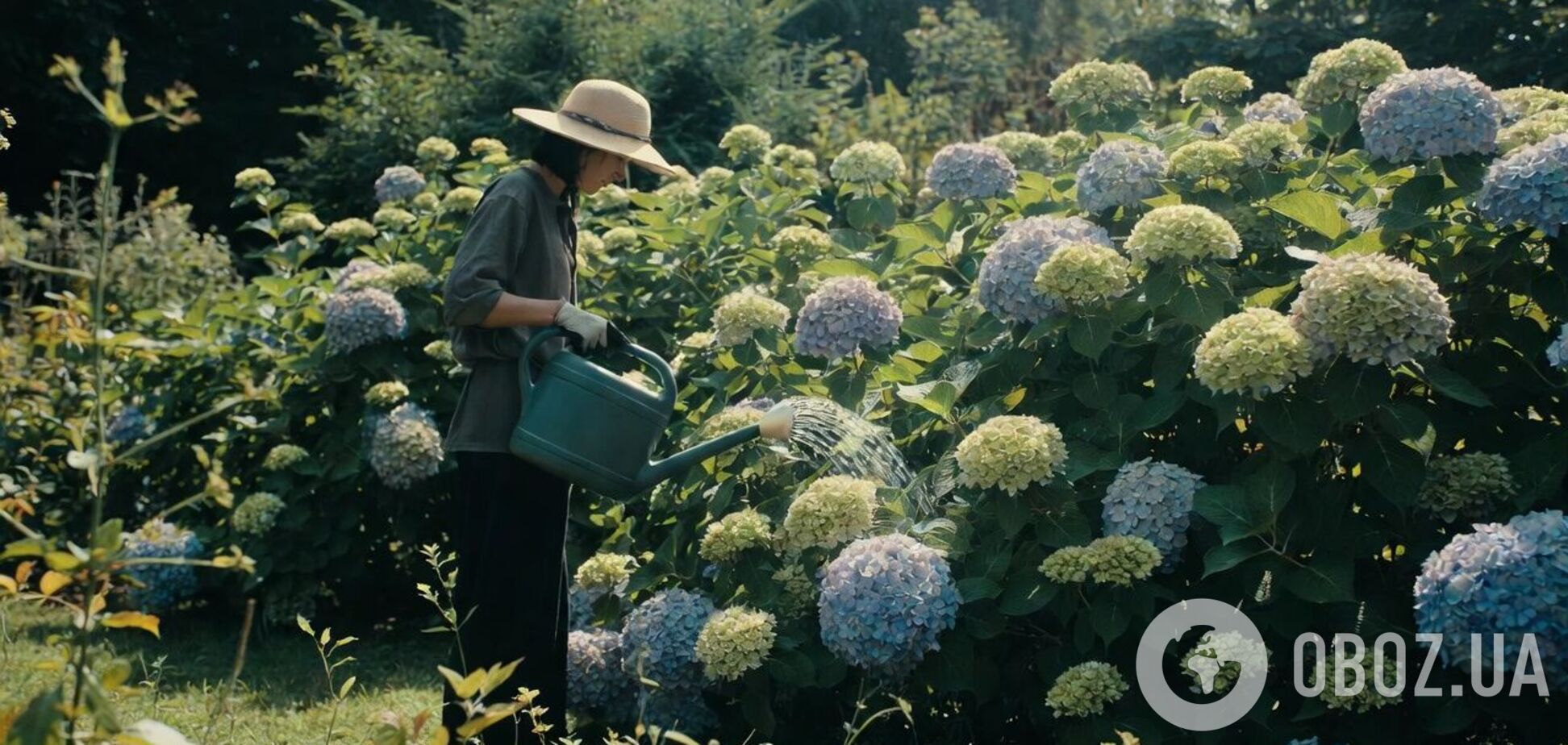 Закопайте це під гортензію навесні: квітів буде море