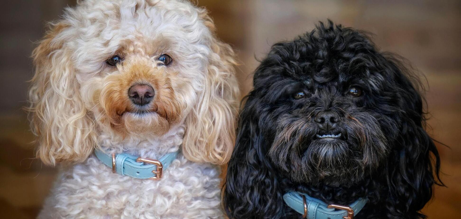 Кинолог назвал три породы собак, которые сложнее всего дрессировать