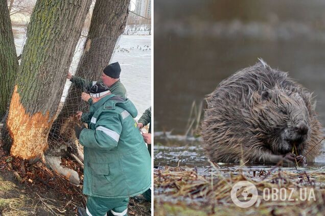 В Киеве бобры начали валить деревья для строительства запруды: коммунальщики спасают стволы металлическими сетками. Фото