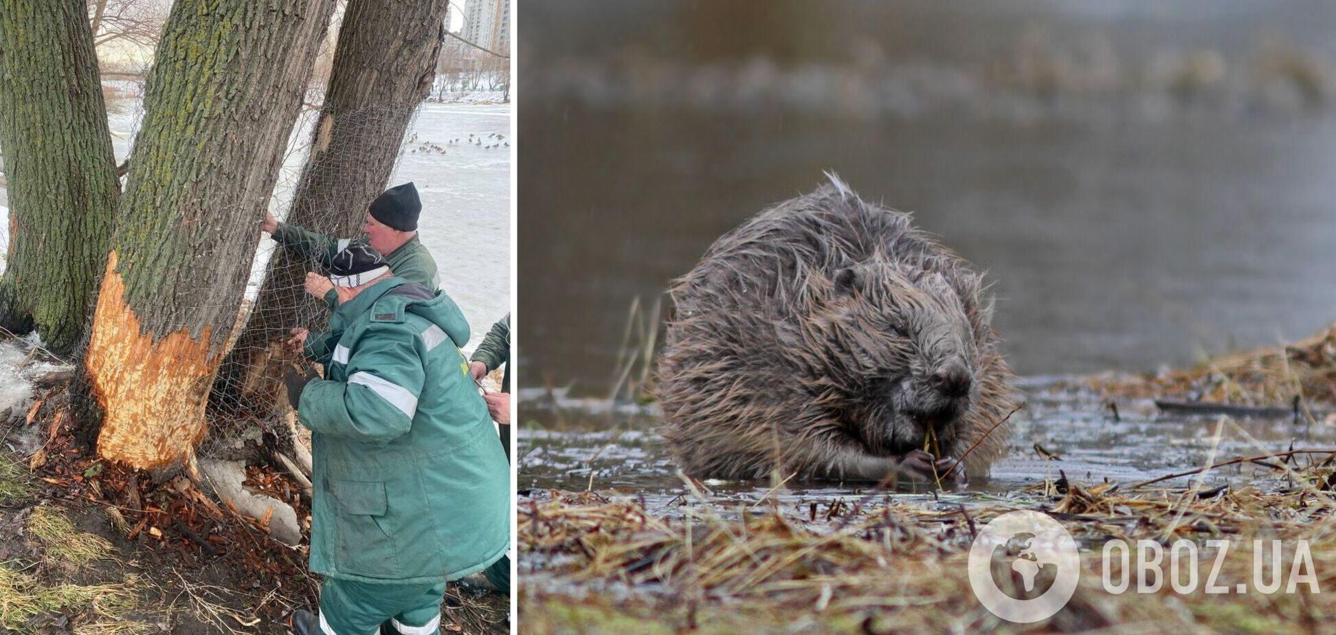 У Києві бобри почали валити дерева для будівництва загати: комунальники рятують стовбури металевими сітками. Фото