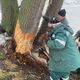 У Києві бобри почали валити дерева для будівництва загати: комунальники рятують стовбури металевими сітками. Фото