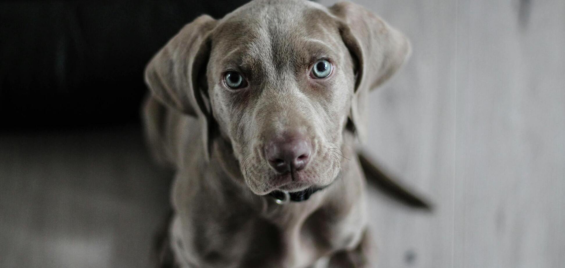 Як собаки відчувають 'поганих' людей: розкрито секрети