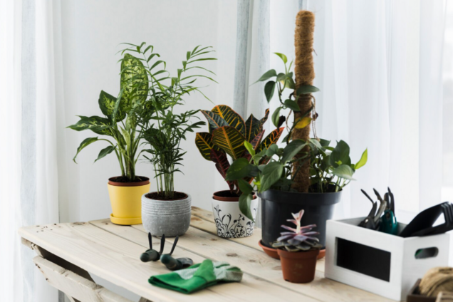 Домашнее удобрение, которое защищает и восстанавливает комнатные растения за несколько дней: из чего сделать