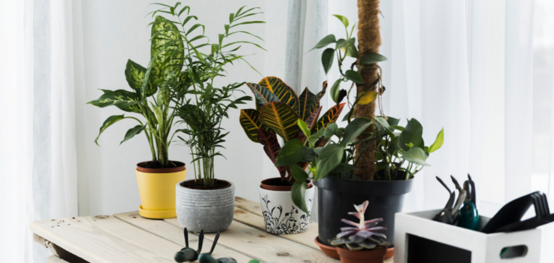 Домашнє добриво, яке захищає та відновлює кімнатні рослини за кілька днів: з чого зробити