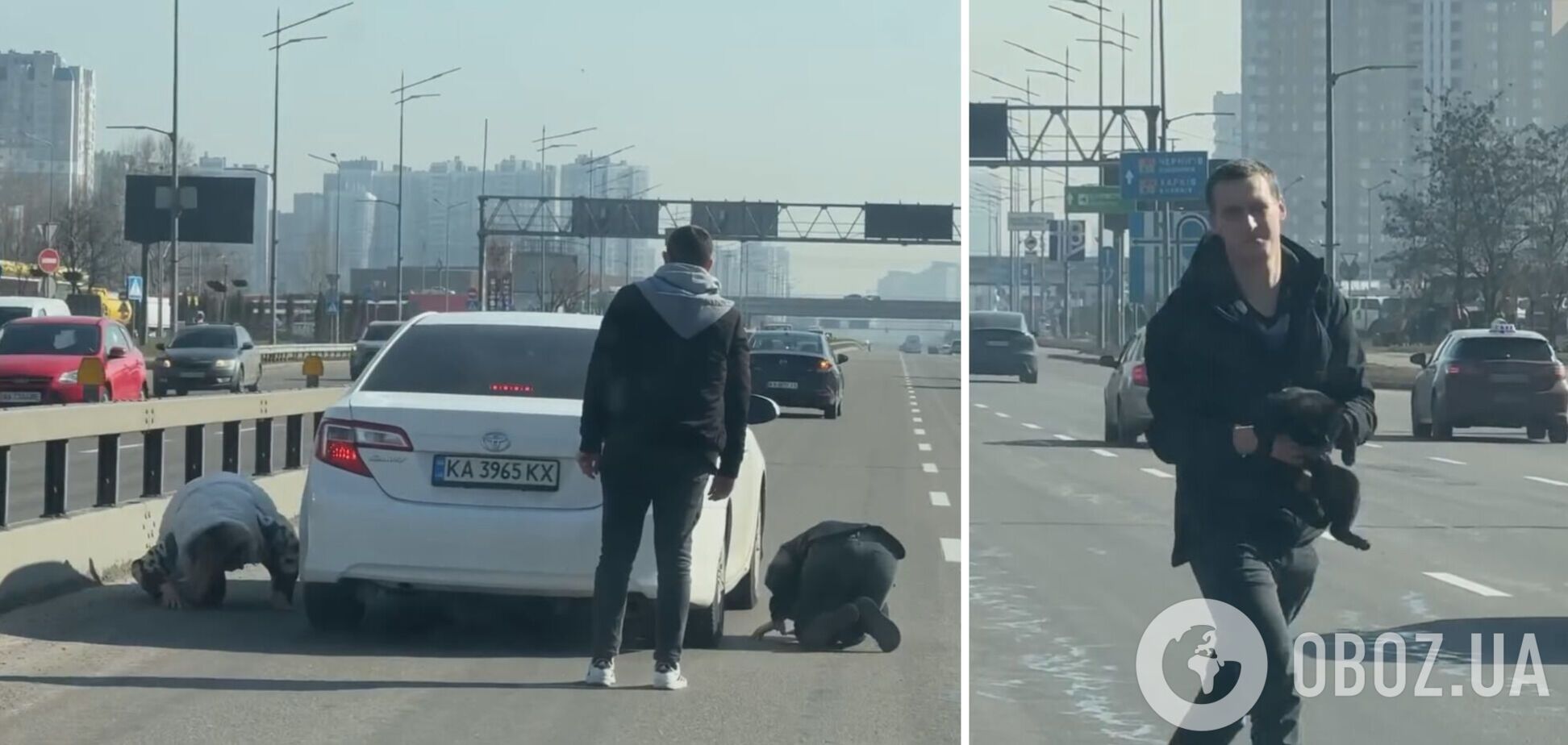 У Києві заради порятунку кошеняти перекривали рух авто на проспекті Бажана. Відео