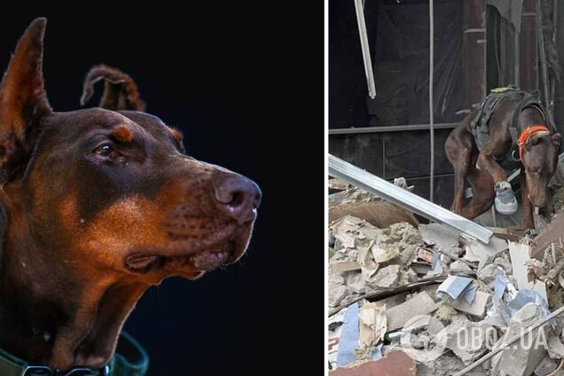 Нашла более 170 человек: умерла собака Ханна, которая помогала спасателям после атак РФ. Фото