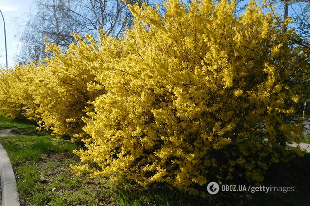 Як зробити, щоб форзиція цвіла довше: домашні засоби