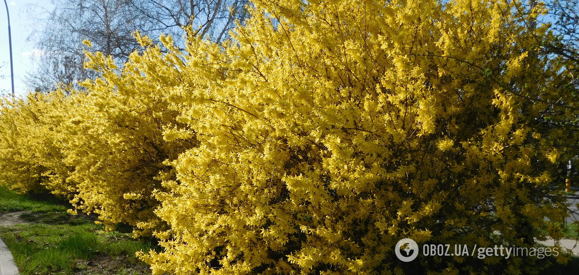 Як зробити, щоб форзиція цвіла довше: домашні засоби