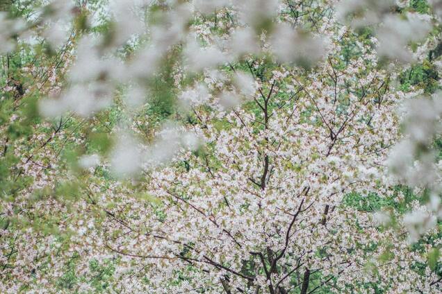 Яке свято відзначають 24 березня в Україні: все про цей день