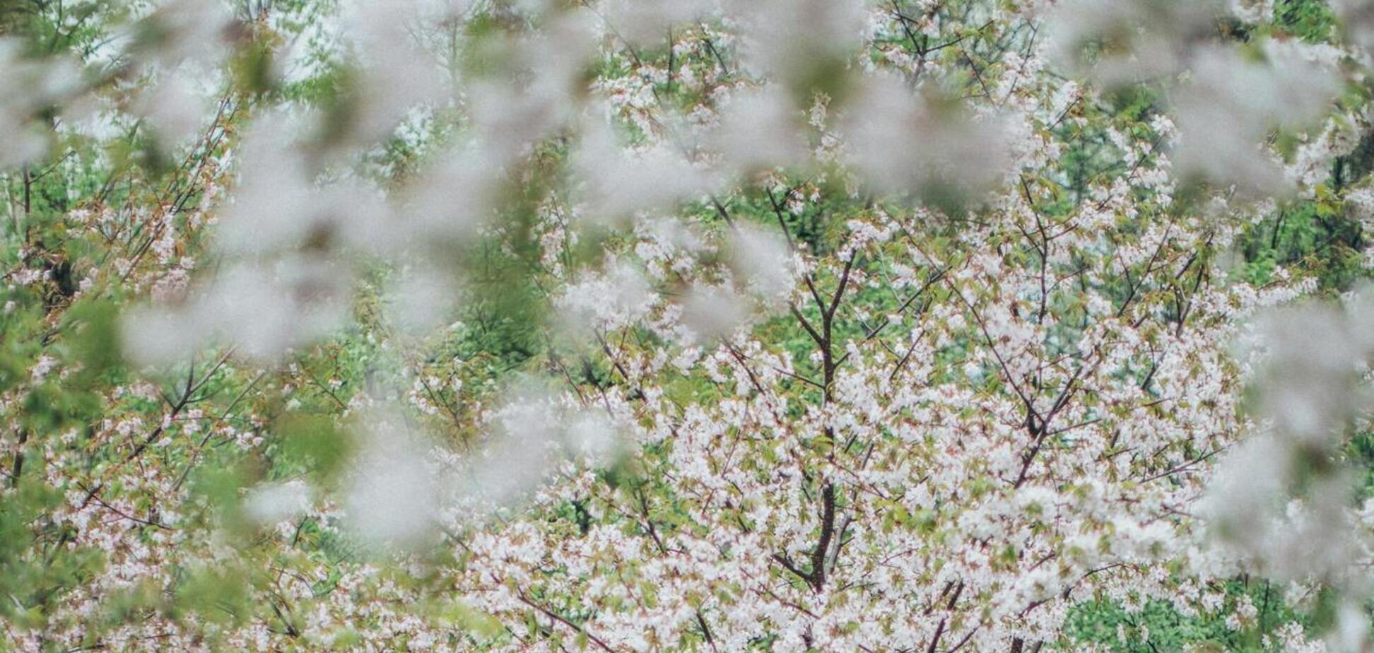 Яке свято відзначають 24 березня в Україні: все про цей день