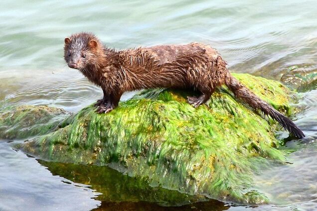 В зоне ЧАЭС происходит 'война' между видами норок: кто побеждает. Фото