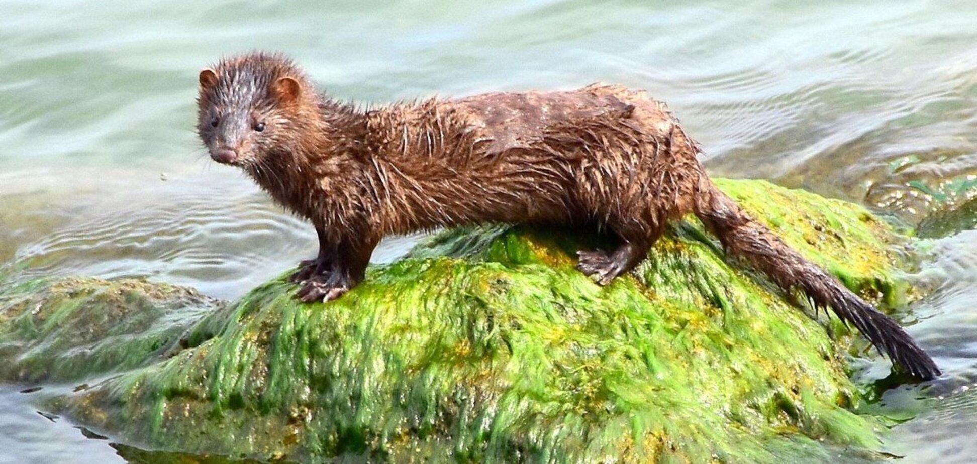 В зоне ЧАЭС происходит 'война' между видами норок: кто побеждает. Фото