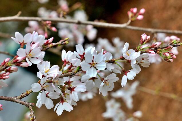 Каким знакам зодиака больше всего повезет после весеннего равноденствия 2026 года