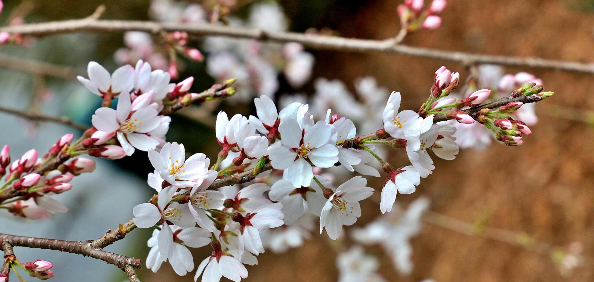 Яким знакам зодіаку найбільше пощастить після весняного рівнодення 2026 року