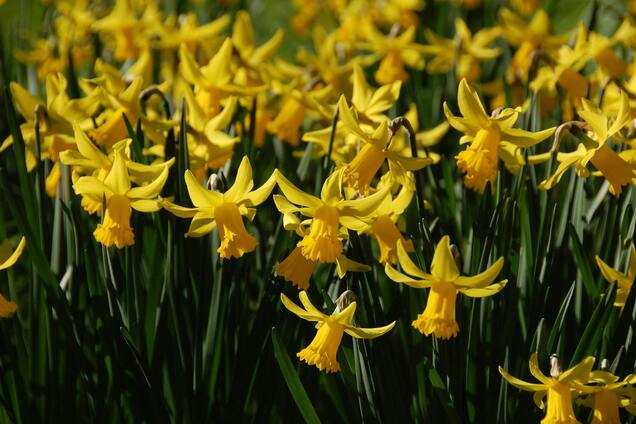 Що обов’язково треба зробити з нарцисами у березні: тоді вони рясно зацвітуть наступного року