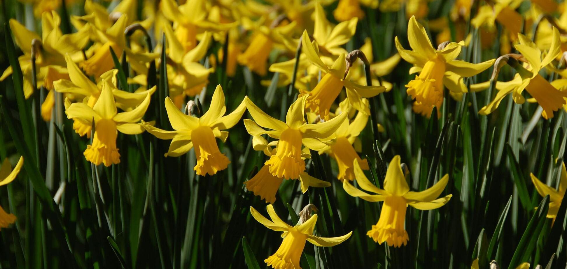 Що обов’язково треба зробити з нарцисами у березні: тоді вони рясно зацвітуть наступного року