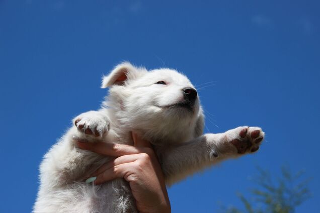 Що треба зробити, коли ви взяли цуценя: 9 невідкладних дій