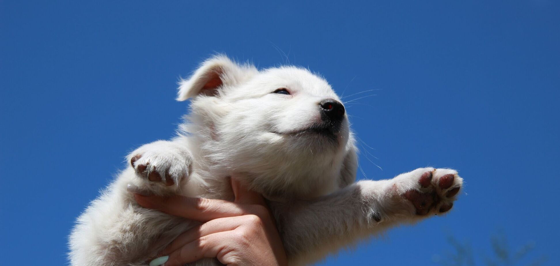 Що треба зробити, коли ви взяли цуценя: 9 невідкладних дій