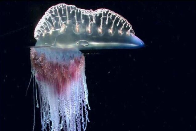 Дрейфует в темноте: на глубине 6000 метров в Австралии ученые обнаружили уникальный организм