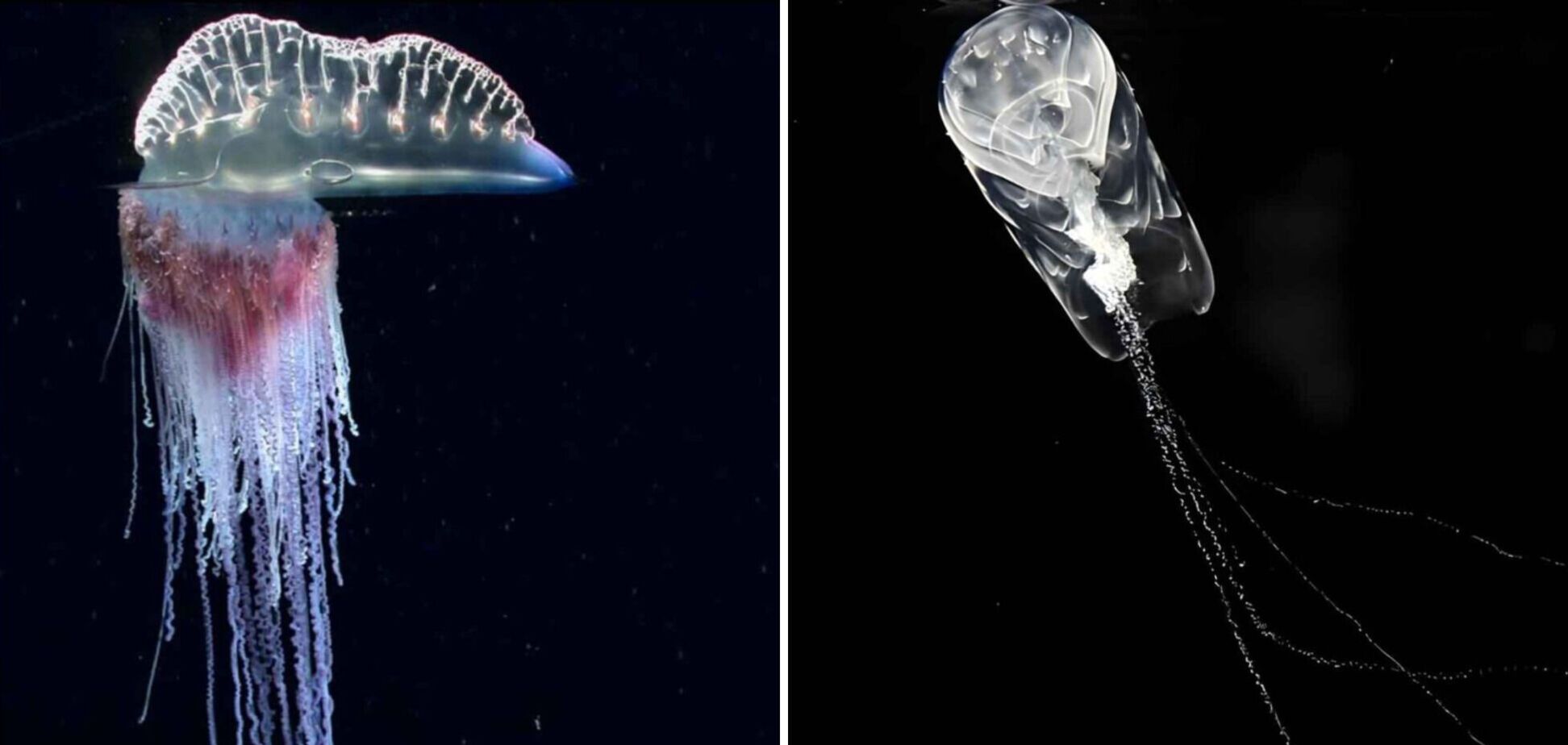 Дрейфует в темноте: на глубине 6000 метров в Австралии ученые обнаружили уникальный организм