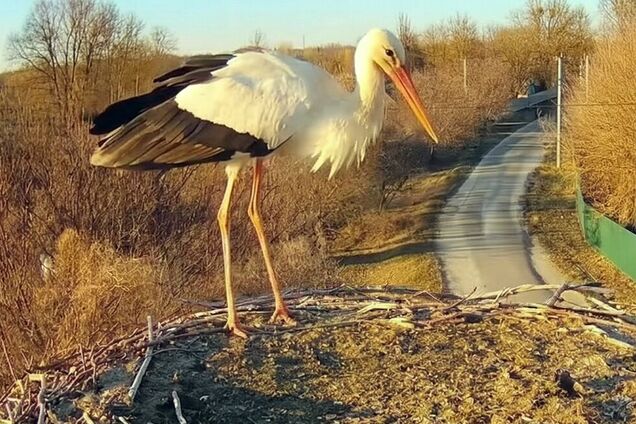 'Не наш': в гнездо известных Грицька и Одарки прилетел первый аист. Фото