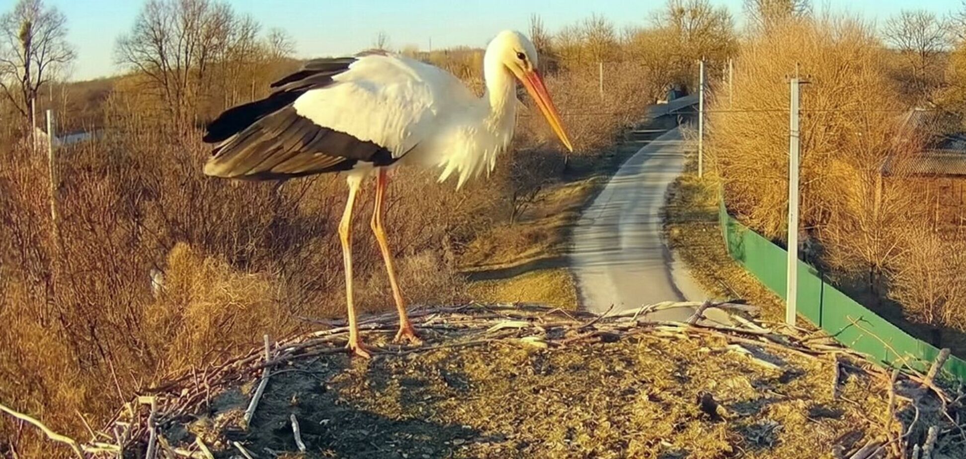 'Не наш': в гнездо известных Грицька и Одарки прилетел первый аист. Фото