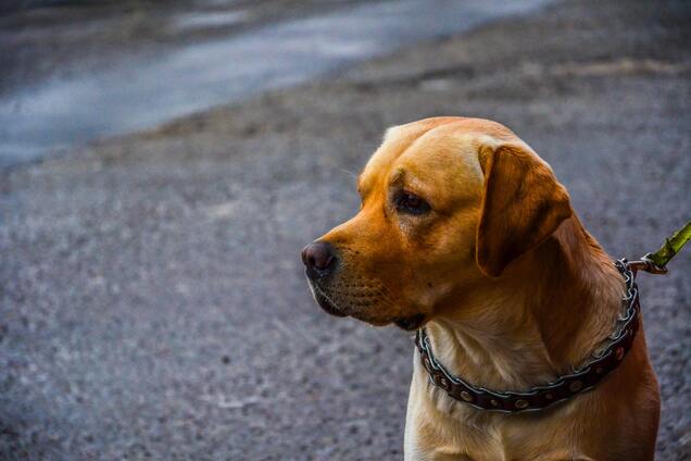 Тримайтеся подалі від собак з повідцем цього кольору: вони непередбачувані