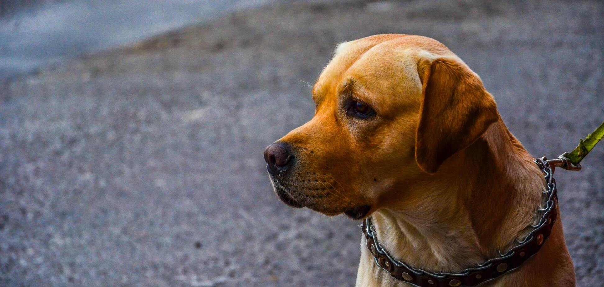 Держитесь подальше от собак с поводком этого цвета: они непредсказуемы